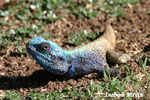 BLUE HEADED SOUTHERN TREE AGAMA (4xphoto)