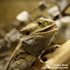 BEARDED DRAGON (1xphoto)