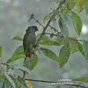RED-BILLED PARROT (2xphoto)