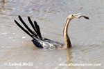 AFRICAN DARTER (1xphoto)