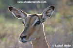 ANTELOPE IMPALA (11xphoto)