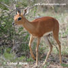 STEENBOK (3xphoto)