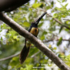 COLLARED ARACARI (2xphoto)