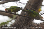 ORANGE-FRONTED PARAKEET (5xphoto)