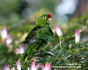 CRIMSON-FRONTED PARAKEET (3xphoto)