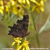 COMMA (3xphoto)