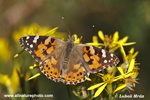 PAINTED LADY (4xphoto)
