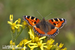 SMALL TORTOISESHELL (4xphoto)