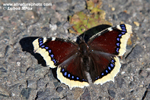 MOURNING CLOAK (1xphoto)