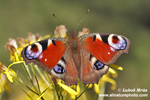 EUROPEAN PEACOCK (5xphoto)