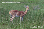 SOUTHERN REEDBUCK (7xphoto)