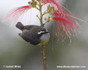 BANANAQUIT (4xphoto)