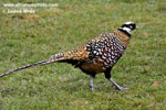 REEVESS PHEASANT (8xphoto)