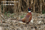 PHEASANT (7xphoto)