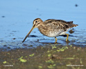 COMMON SNIPE (6xphoto)