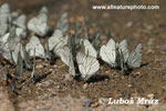 BLACK-VEINED WHITE (1xphoto)