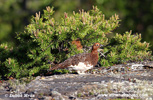 WILLOW PTARMIGAN (3xphoto)