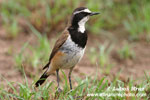 BLACK-HEADED BUNTING (6xphoto)