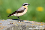 NORTHERN WHEATEAR (4xphoto)