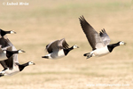 BARNACLE GOOSE (4xphoto)