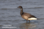 BRENT GOOSE (3xphoto)