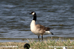 CANADA GOOSE (2xphoto)