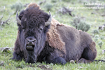 AMERICAN BISON (17xphoto)