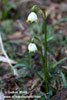 SPRING SNOWFLAKE (3xphoto)