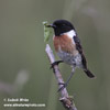 STONECHAT (7xphoto)