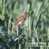 WHINCHAT (7xphoto)