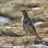 MISTLE THRUSH (3xphoto)