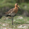 BLACK-TAILED GODWIT (4xphoto)