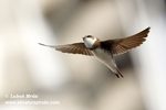 SAND MARTIN (9xphoto)