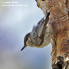 PYGMY NUTHATCH (4xphoto)