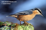 WOOD NUTHATCH (2xphoto)