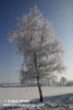 WHITE BIRCH (1xphoto)