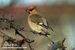 BOHEMIAN WAXWING (4xphoto)