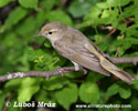 BONELLI`S WARBLER (16xphoto)