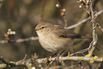 COMMON CHIFFCHAFF (5xphoto)