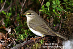 WILLOW WARBLER (4xphoto)