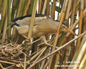 LITTLE BITTERN (9xphoto)