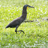 BARE-THROATED TIGER-HERON (5xphoto)