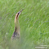 GREAT BITTERN (2xphoto)