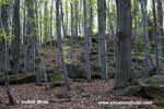 RED BEECH (3xphoto)