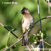 BLACK-EYED BULBUL (4xphoto)