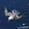 NORTHER FULMAR (9xphoto)