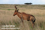 TOPI (3xphoto)