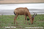 HARTEBEEST (3xphoto)