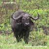 AFRIKAN BUFFALO (7xphoto)