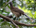 GRAY-HEADED CHACHALACA (4xphoto)